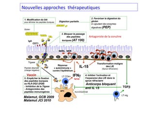Nouvelles approches thérapeutiques
Antagoniste de la zonuline
Vaccin
larve
 