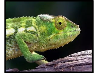 Maladie coeliaque au Maroc