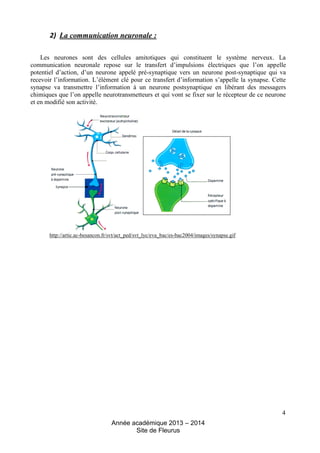 Année académique 2013 – 2014 
Site de Fleurus 
2) La communication neuronale : 
Les neurones sont des cellules amitotiques...