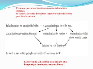 L’homme peut se contaminer au contact d’animaux
malades.
Le schéma possible d’infection listérienne chez l’homme
peut être le suivant




        La survie de la bactérie est d’autant plus
        longue que la température est basse
 