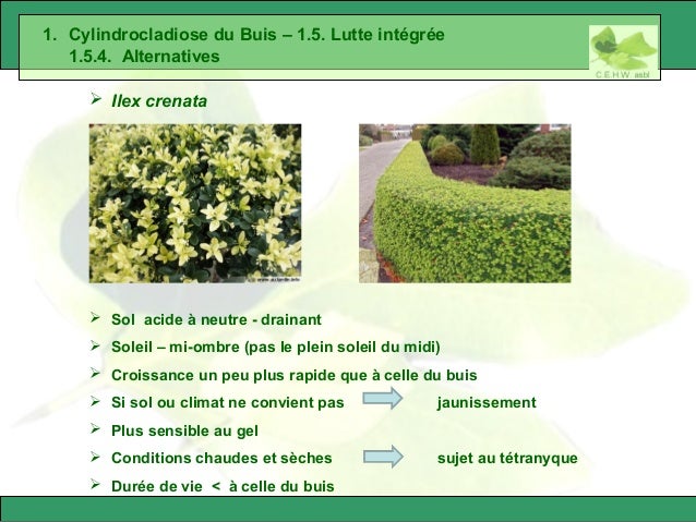 maladies buis rosiers et avertissements 29 638