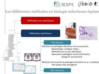 Les différentes méthodes en biologie infectieuse équine
Méthodes non spécifiques
Méthodes spécifiques
MS directes
MS indirectes
Détection du pathogène (bactérie, virus ou parasite)
Bactériologie, virologie, frottis…
Méthodes pas ou peu spécifiques
Nécessitent pathogène vivant (sauf frottis) :
Avtage ET inconvenient
Détection d’une partie du pathogène (protéine ou ac. nucléique)
Test rapide, PCR, phylogénie
 