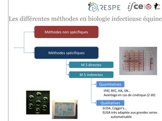 Les différentes méthodes en biologie infectieuse équine
Méthodes non spécifiques
Méthodes spécifiques
M S directes
M S indirectes
Qualitatives
Quantitatives
IFAT, RFC, HA, SN…
Avantage en cas de cinétique (2 dil)
ELISA, Coggin’s…
ELISA très adaptée aux grandes series
automatisable
 