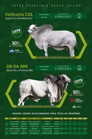TOUROS JOVENS SELECIONADOS PARA TESTE DE PROGÊNIE
50%à venda
50%à venda
L O T E S E S P E C I A I S D E S T E L E I L Ã O
D8 DA MN
C2569 da MN (Jamanta) x
A4319 da MN
Feiticeiro COL
Quark Col x NurMahal Col
ÍNDICE EPMURAS
AVALIAÇÃO MORFOLÓGICA ANCP
MGT TOP
6%EXCELENTE
E P M U R A S
4 6 6 3 4 3 4
ÍNDICE EPMURAS
AVALIAÇÃO MORFOLÓGICA ANCP
MGT TOP
10%EXCELENTE
E P M U R A S
5 6 6 4 3 4 4
1 SINNU DA BEABISA BRMB1346 C8288 DA MN (BACANA) QUARK COL Excelente 0,5 19 0,1 0,1 2 3
21 9365 DA EAO EAO9365 MANDARIN MAT. BACKUP Excelente 0,5 0,5 1 1 3 2
37 D7620 DA MN LBMND7620 CORONEL DA MN C4580 DA MN (KONAN) Excelente 2 4 2 5 2 2
59 B1909 DA JANDAIA AIAB1909 REM USP NURMAHAL COL Excelente 0,5 5 1 1 2 0,5
80 CENL117 ASHAKIRAN CENL117 REMANSO RINOPOLIS CEN 1619 CALIBRE Excelente 2 1 4 3 9 25
83 SHAKE MAT. RDM6273 NUR SARAI MAT. DIRIGIDO DA MAT. Excelente 0,5 0,5 3 2 2 2
AVÔ MATERNO EPMURAS MGT MP120 DP365 DP450 DPE365 DPE450LOTE RGN PAINOME
 
