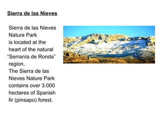 Sierra de las Nieves Sierra de las Nieves Nature Park is located at the  heart of the natural  “ Serranía de Ronda”  region.  The Sierra de las  Nieves Nature Park contains over 3.000  hectares of Spanish  fir (pinsapo) forest.  