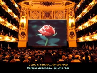 Como el candor… de una rosa Como a inocencia… de uma rosa 