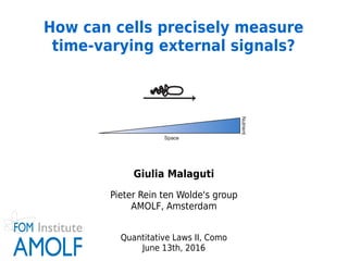    
Giulia Malaguti
Pieter Rein ten Wolde's group
AMOLF, Amsterdam
Quantitative Laws II, Como
June 13th, 2016
How can cells precisely measure
time-varying external signals?
 