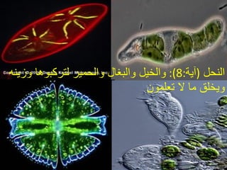 النحل   ( آية :8):  والخيل والبغال والحمير لتركبوها وزينه ويخلق ما لا تعلمون  