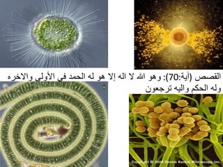 القصص   ( آية :70):  وهو الله لا اله إلا هو له الحمد في الأولى والاخره وله الحكم واليه ترجعون  