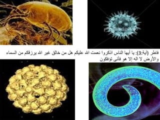 فاطر   ( آية :3):  يا أيها الناس اذكروا نعمت الله عليكم هل من خالق غير الله يرزقكم من السماء والأرض لا اله إلا هو فأنى تؤفكون  