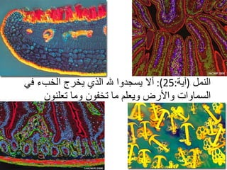 النمل   ( آية :25):  ألا يسجدوا لله الذي يخرج الخبء في السماوات والأرض ويعلم ما تخفون وما تعلنون  