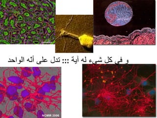 و في كل شيء له آية  :::  تدل على أنّه الواحد 