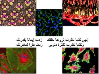 إلهي كلما نظرت لروعة خلقك  زدت إيمانا بقدرتك وكلما نظرت لكثرة ذنوبي  زدت فقرا لمغفرتك 