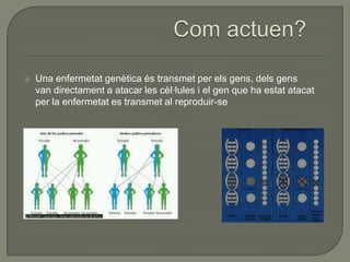    Una enfermetat genètica és transmet per els gens, dels gens
    van directament a atacar les cèl·lules i el gen que ha estat atacat
    per la enfermetat es transmet al reproduir-se
 