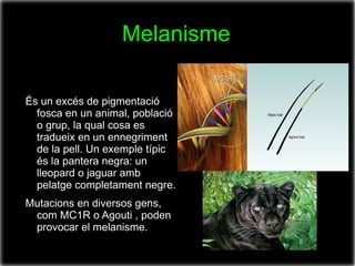 Melanisme

És un excés de pigmentació
  fosca en un animal, població
  o grup, la qual cosa es
  tradueix en un ennegriment
  de la pell. Un exemple típic
  és la pantera negra: un
  lleopard o jaguar amb
  pelatge completament negre.
Mutacions en diversos gens,
 com MC1R o Agouti , poden
 provocar el melanisme.
 