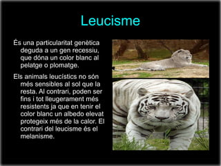 Leucisme
És una particularitat genètica
  deguda a un gen recessiu,
  que dóna un color blanc al
  pelatge o plomatge.
Els animals leucístics no són
  més sensibles al sol que la
  resta. Al contrari, poden ser
  fins i tot lleugerament més
  resistents ja que en tenir el
  color blanc un albedo elevat
  protegeix més de la calor. El
  contrari del leucisme és el
  melanisme.
 