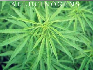 A L·L U C I N Ò G E N S
 