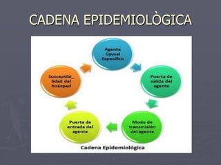 CADENA EPIDEMIOLÒGICA
 