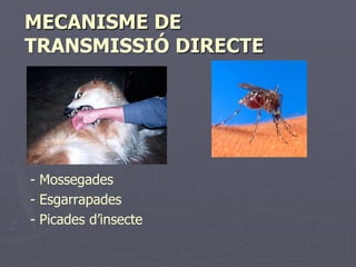 MECANISME DE
TRANSMISSIÓ DIRECTE




- Mossegades
- Esgarrapades
- Picades d’insecte
 