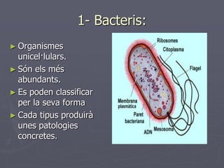 1- Bacteris:
► Organismes
  unicel·lulars.
► Són els més
  abundants.
► Es poden classificar
  per la seva forma
► Cada tipus produirà
  unes patologies
  concretes.
 