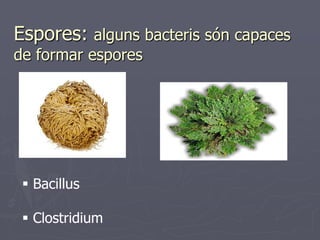 Espores: alguns bacteris són capaces
de formar espores




  Bacillus

  Clostridium
 