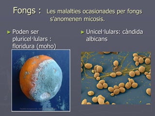 Fongs :      Les malalties ocasionades per fongs
               s’anomenen micosis.

► Poden  ser              ► Unicel·lulars:   càndida
 pluricel·lulars :          albicans
 floridura (moho)
 