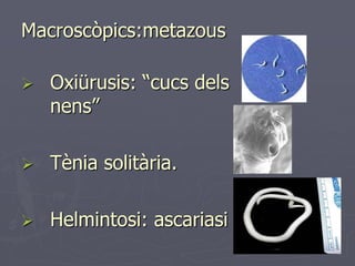 Macroscòpics:metazous

   Oxiürusis: “cucs dels
    nens”

   Tènia solitària.

   Helmintosi: ascariasi
 