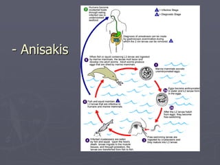 - Anisakis
 