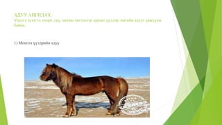 АДУУ АНГИЛАХ
Уналга эдэлгээ, спорт, сүү, махны чиглэлээр дараах үүлдэр, омгийн адууг үржүүлж
байна:
1) Монгол үүлдрийн адуу
 