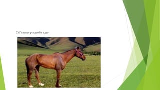 2) Галшар үүлдрийн адуу
 