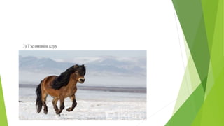 3) Тэс омгийн адуу
 