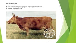 ҮХЭР АНГИЛАХ
Махны чиглэлээр дараах үүлдрийн үхрийг үржүүлж байна.
1) Монгол үүлдрийн үхэр
 