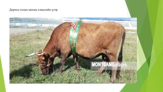 Дорнод талын махны хэвшлийн үхэр
 