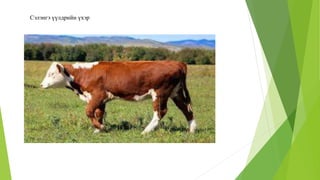 Сэлэнгэ үүлдрийн үхэр
 