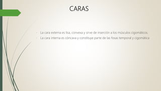 CARAS
- La cara externa es lisa, convexa y sirve de inserción a los músculos cigomáticos.
- La cara interna es cóncava y constituye parte de las fosas temporal y cigomática
 