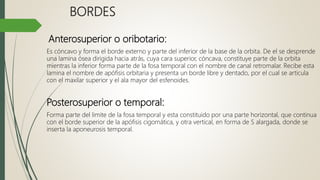 BORDES
Anterosuperior o oribotario:
Es cóncavo y forma el borde externo y parte del inferior de la base de la orbita. De el se desprende
una lamina ósea dirigida hacia atrás, cuya cara superior, cóncava, constituye parte de la orbita
mientras la inferior forma parte de la fosa temporal con el nombre de canal retromalar. Recibe esta
lamina el nombre de apófisis orbitaria y presenta un borde libre y dentado, por el cual se articula
con el maxilar superior y el ala mayor del esfenoides.
Posterosuperior o temporal:
Forma parte del limite de la fosa temporal y esta constituido por una parte horizontal, que continua
con el borde superior de la apófisis cigomática, y otra vertical, en forma de S alargada, donde se
inserta la aponeurosis temporal.
 