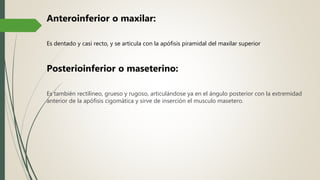 Anteroinferior o maxilar:
Es dentado y casi recto, y se articula con la apófisis piramidal del maxilar superior
Posterioinferior o maseterino:
Es también rectilíneo, grueso y rugoso, articulándose ya en el ángulo posterior con la extremidad
anterior de la apófisis cigomática y sirve de inserción el musculo masetero.
 