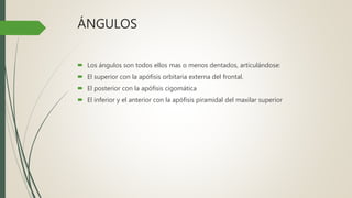 ÁNGULOS
 Los ángulos son todos ellos mas o menos dentados, articulándose:
 El superior con la apófisis orbitaria externa del frontal.
 El posterior con la apófisis cigomática
 El inferior y el anterior con la apófisis piramidal del maxilar superior
 