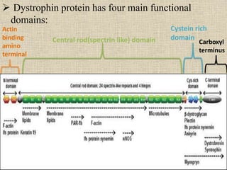  Dystrophin protein has four main functional
domains:
Actin
binding
amino
terminal
Central rod(spectrin like) domain
Cystein rich
domain
Carboxyl
terminus
 