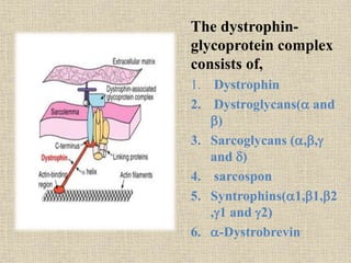 The dystrophin-
glycoprotein complex
consists of,
1. Dystrophin
2. Dystroglycans( and
)
3. Sarcoglycans (,,
and )
4. sarcospon
5. Syntrophins(1,1,2
,1 and 2)
6. -Dystrobrevin
 