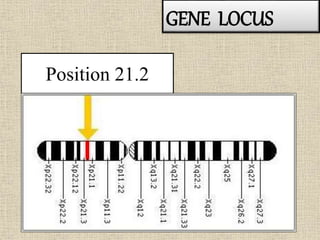 Position 21.2
GENE LOCUS
 