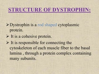 STRUCTURE OF DYSTROPHIN:
Dystrophin is a rod shaped cytoplasmic
protein.
 It is a cohesive protein.
 It is responsible for connecting the
cytoskeleton of each muscle fiber to the basal
lamina , through a protein complex containing
many subunits.
 