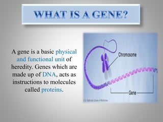 A gene is a basic physical
and functional unit of
heredity. Genes which are
made up of DNA, acts as
instructions to molecules
called proteins.
 