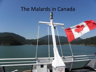 The Malards in Canada
 