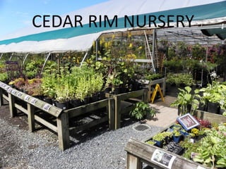 CEDAR RIM NURSERY