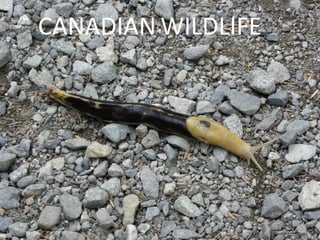 CANADIAN WILDLIFE