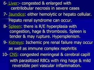 6-  Liver :- congested & enlarged with  centrilobular necrosis in severe cases 7-  Jaundice : either hemolytic or hepato cellular. Hepato renal syndrome can occur. 8-  Spleen : there is R/E hyperplasia with  congestion, hage & thrombosis. Spleen is  tender & may rupture. Hypersplenism. 9-  Kidneys : Ischemic pre renal failure may occur as well as immune complex nephritis 10-  CNS : congested meningeal & cerebral capill with parasitized RBCs with ring hage & mild  reversible peri vascular inflammation.  