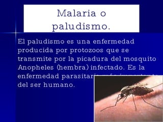 Malaria o paludismo. El paludismo es una enfermedad producida por protozoos que se transmite por la picadura del mosquito Anopheles (hembra) infectado. Es la enfermedad parasitaria más importante del ser humano. 
