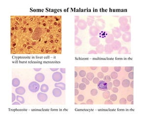 Malaria | PPT