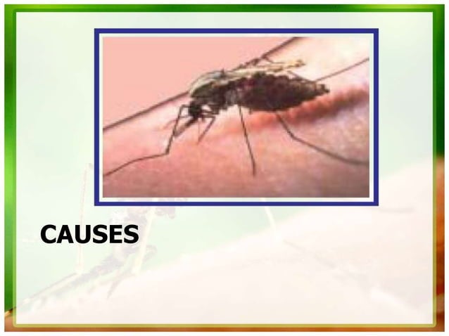 malaria-pathophysiology-medical-and-nursing-management